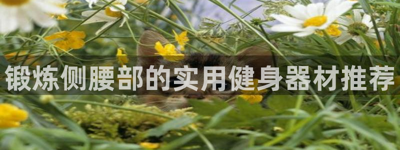 意昂体育5(KGAME)：锻炼侧腰部的实用健身器材推荐